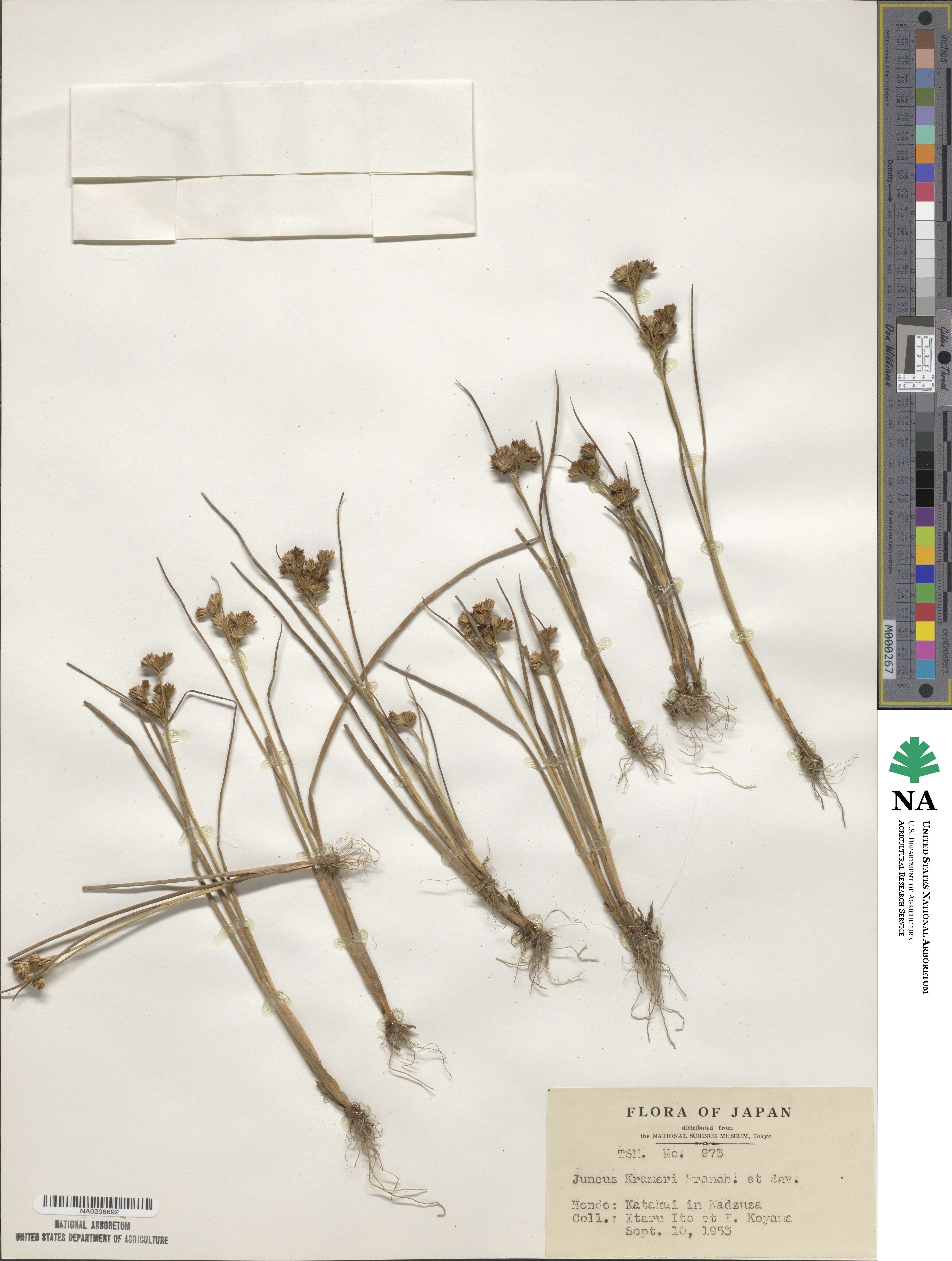 Juncus krameri image