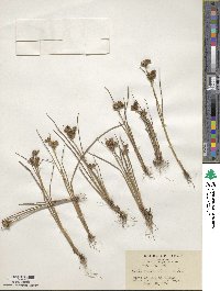 Juncus krameri image