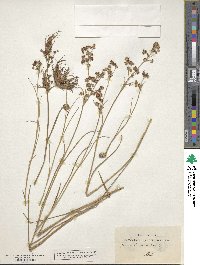 Juncus articulatus subsp. articulatus image