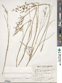 Juncus articulatus image