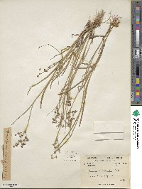 Juncus articulatus image