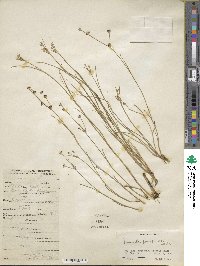 Juncus articulatus image