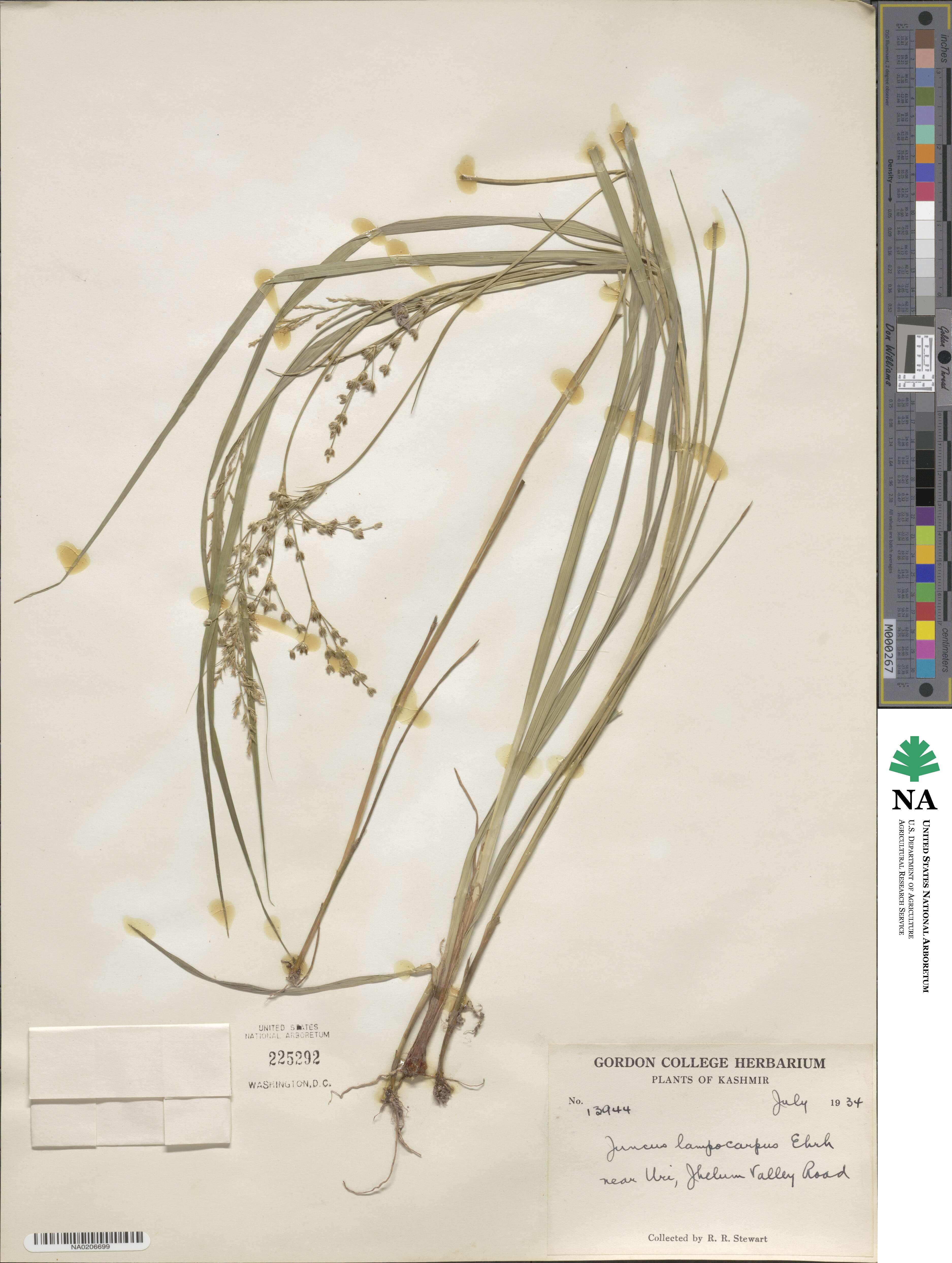 Juncus articulatus image