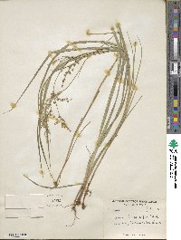 Juncus articulatus subsp. articulatus image