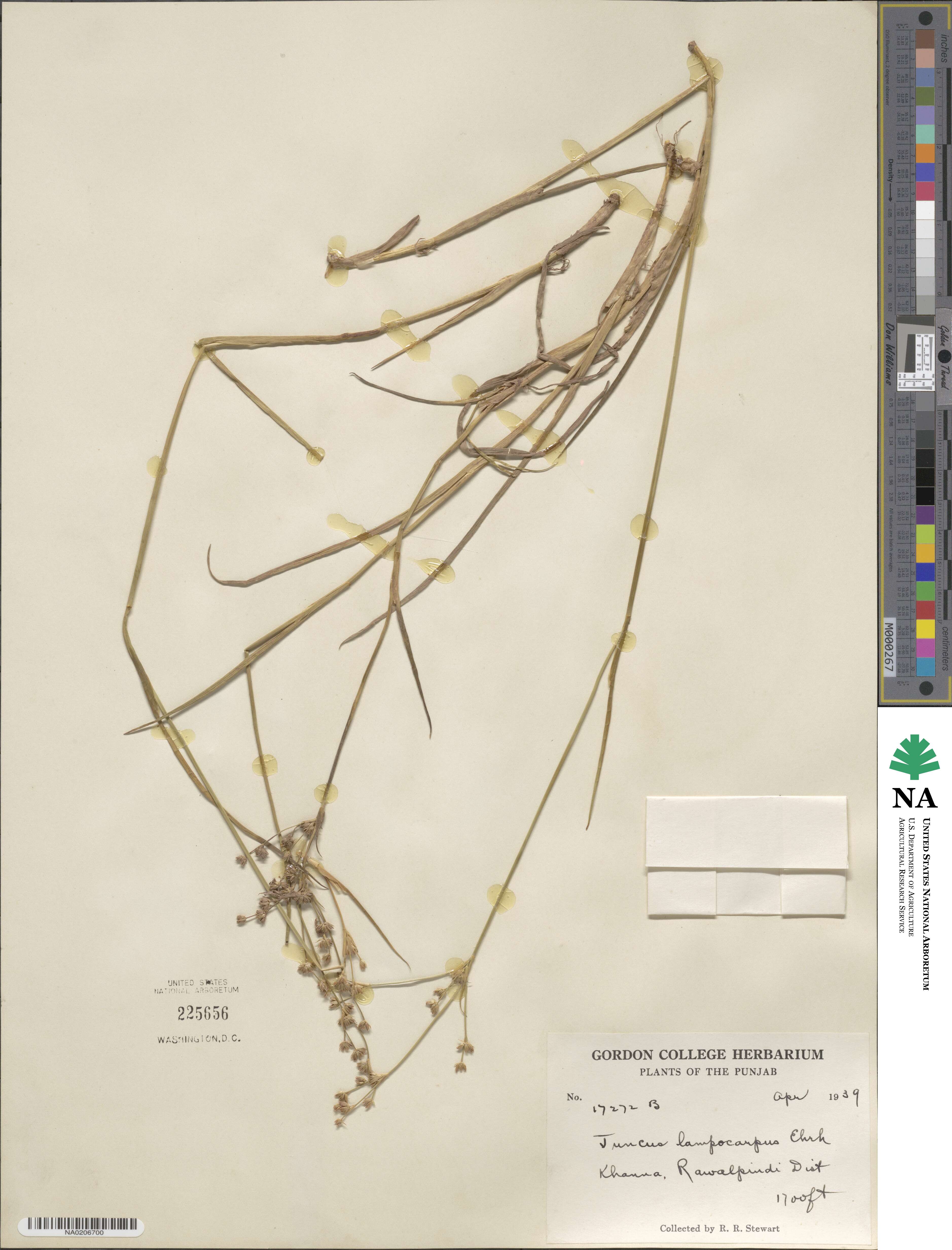 Juncus articulatus subsp. articulatus image