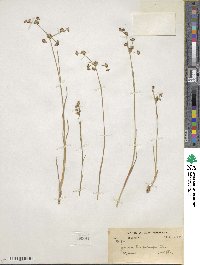 Juncus articulatus image