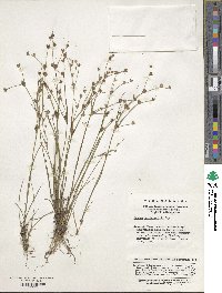 Juncus prismatocarpus subsp. leschenaultii image