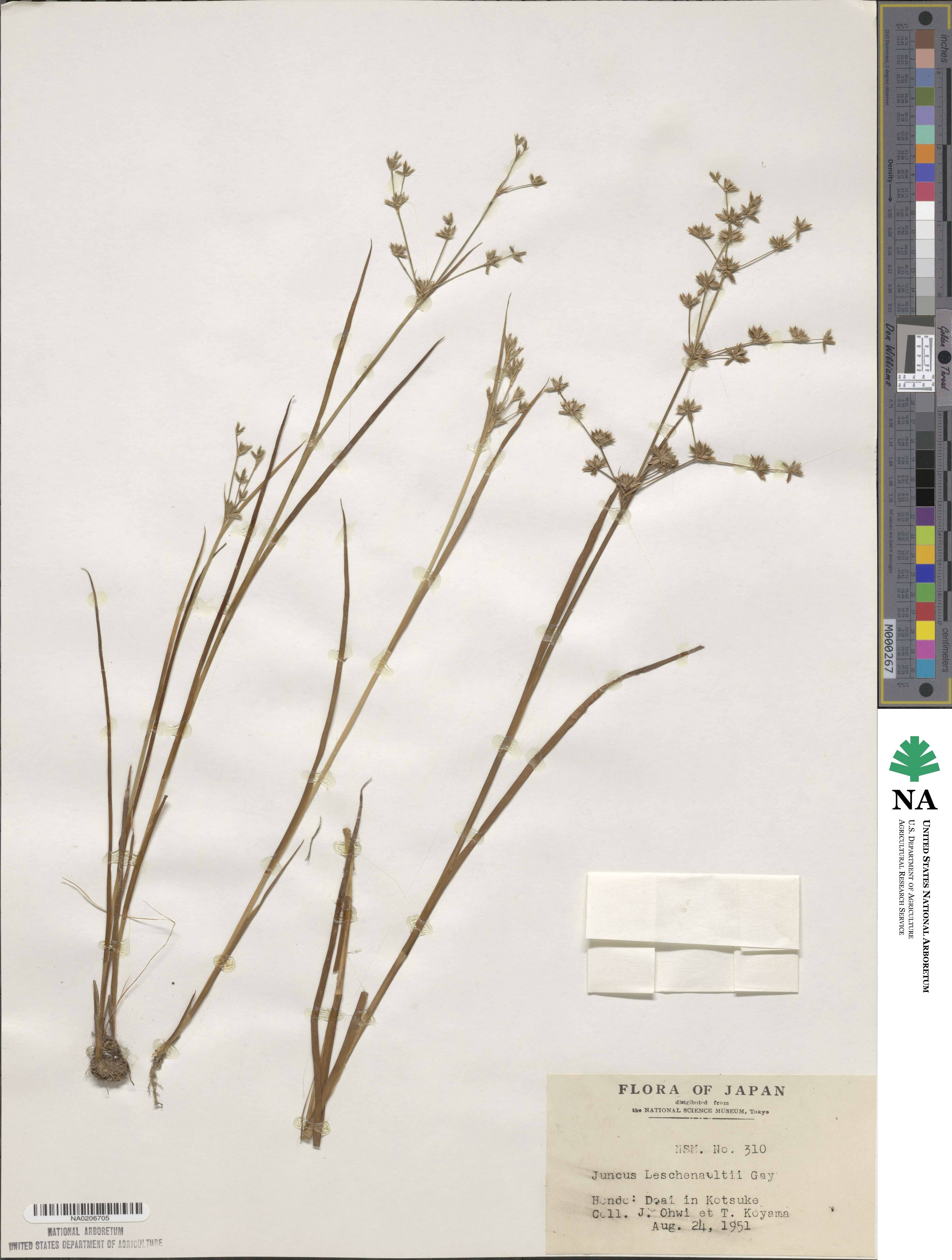 Juncus prismatocarpus subsp. leschenaultii image