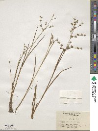 Juncus prismatocarpus subsp. leschenaultii image