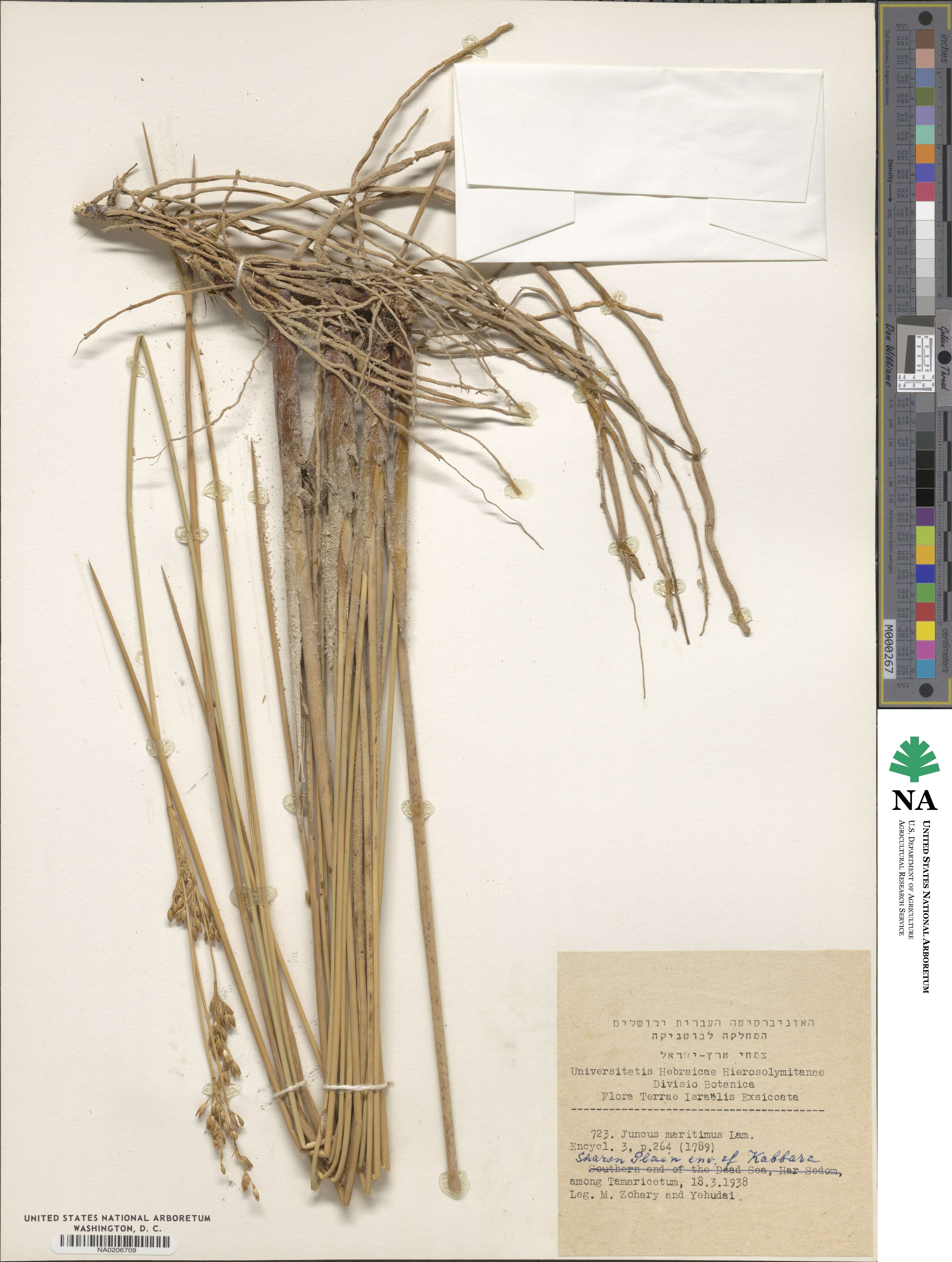 Juncus maritimus image