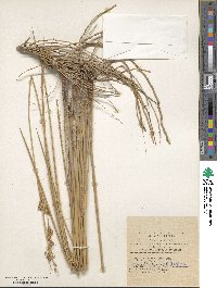 Juncus maritimus image