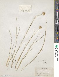 Juncus membranaceus image