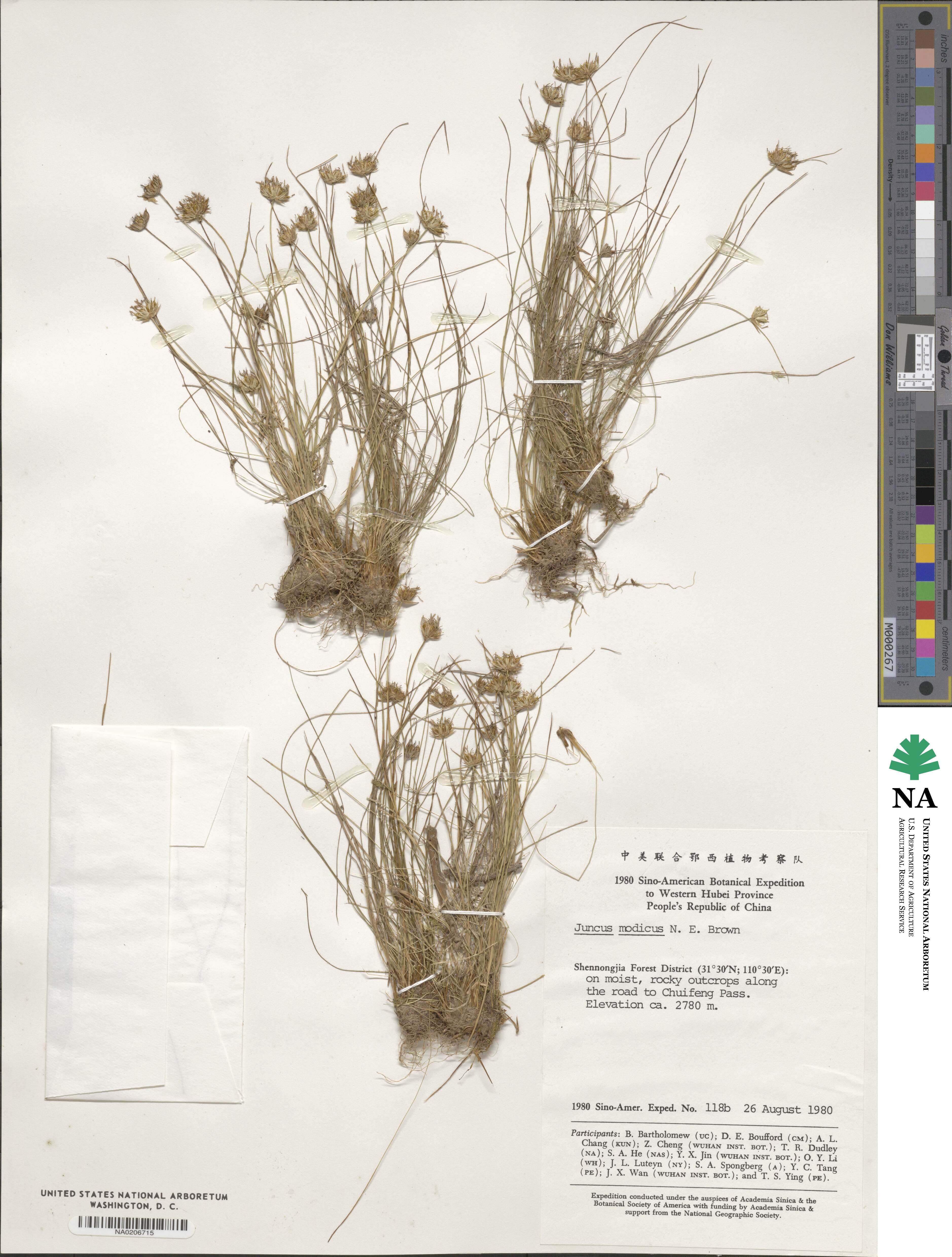 Juncus modicus image