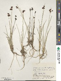Juncus prominens image