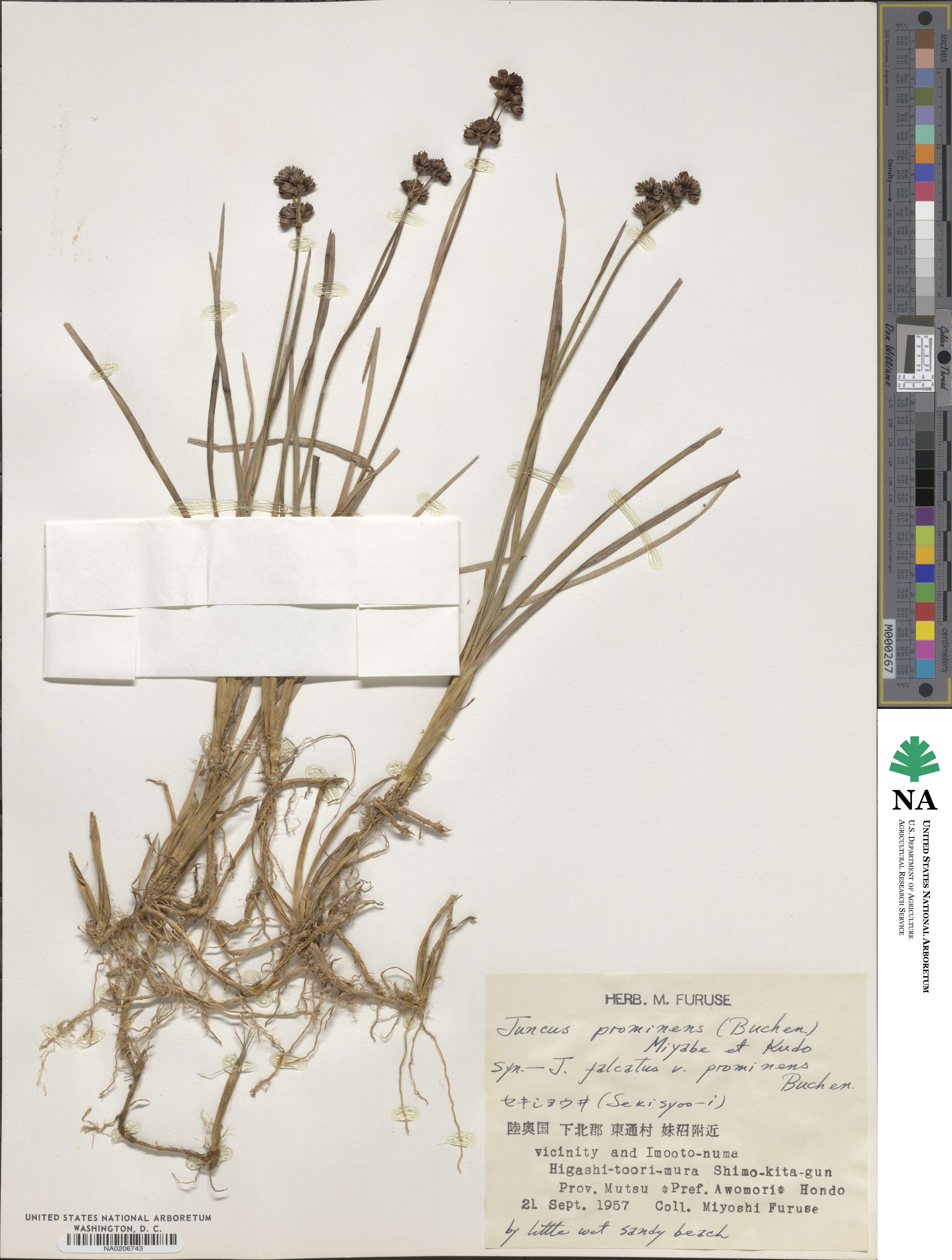 Juncus prominens image