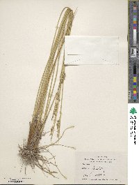 Juncus rigidus image