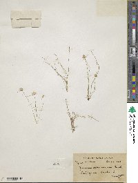 Image of Juncus benghalensis