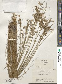 Juncus tenuis image