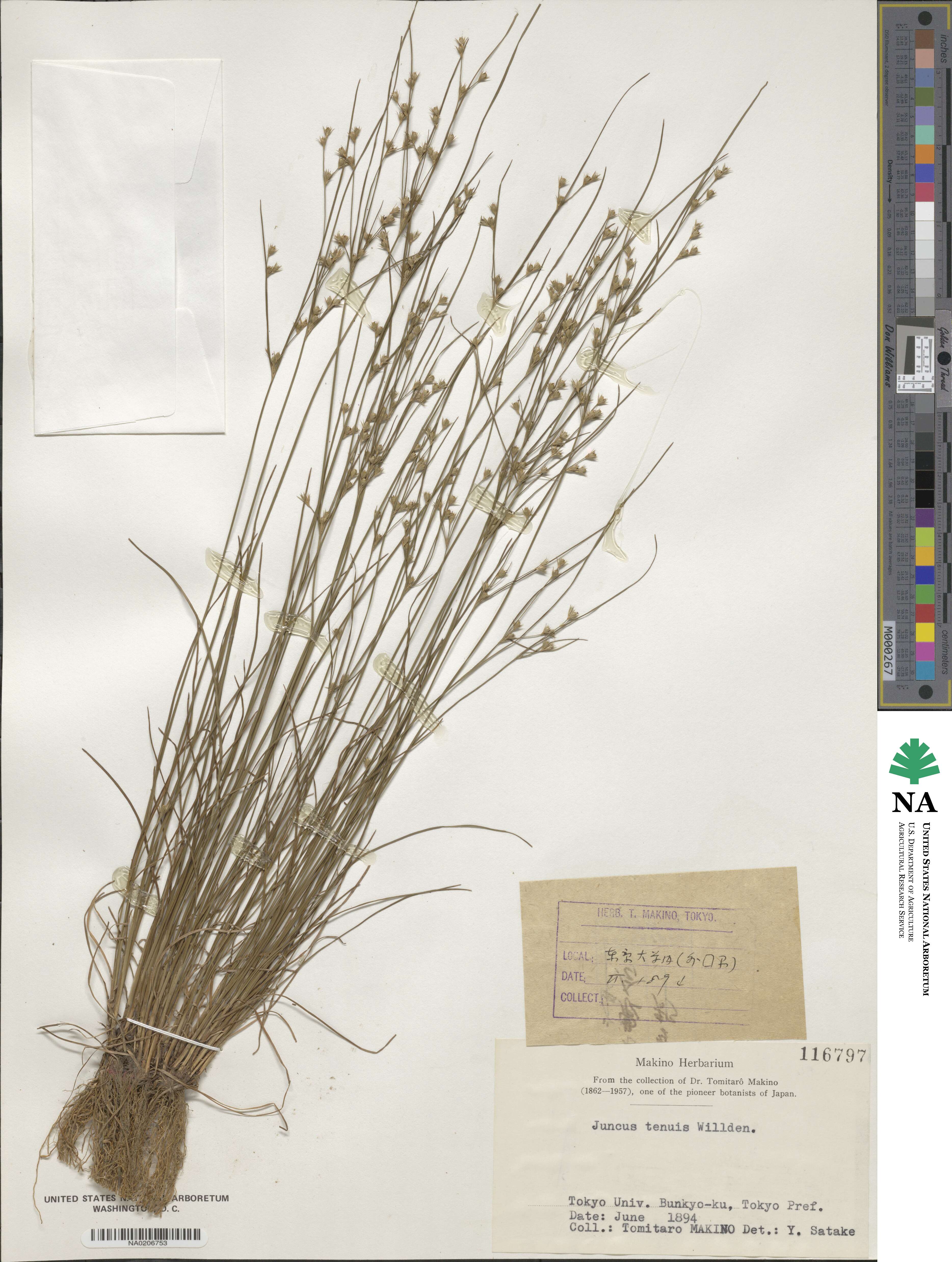 Juncus tenuis image