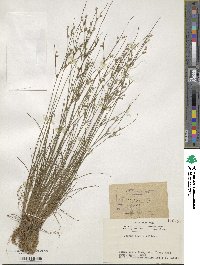 Juncus tenuis image