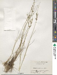 Juncus tenuis image