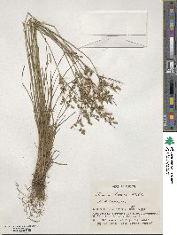 Juncus tenuis image