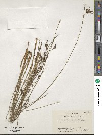 Juncus fauriei image