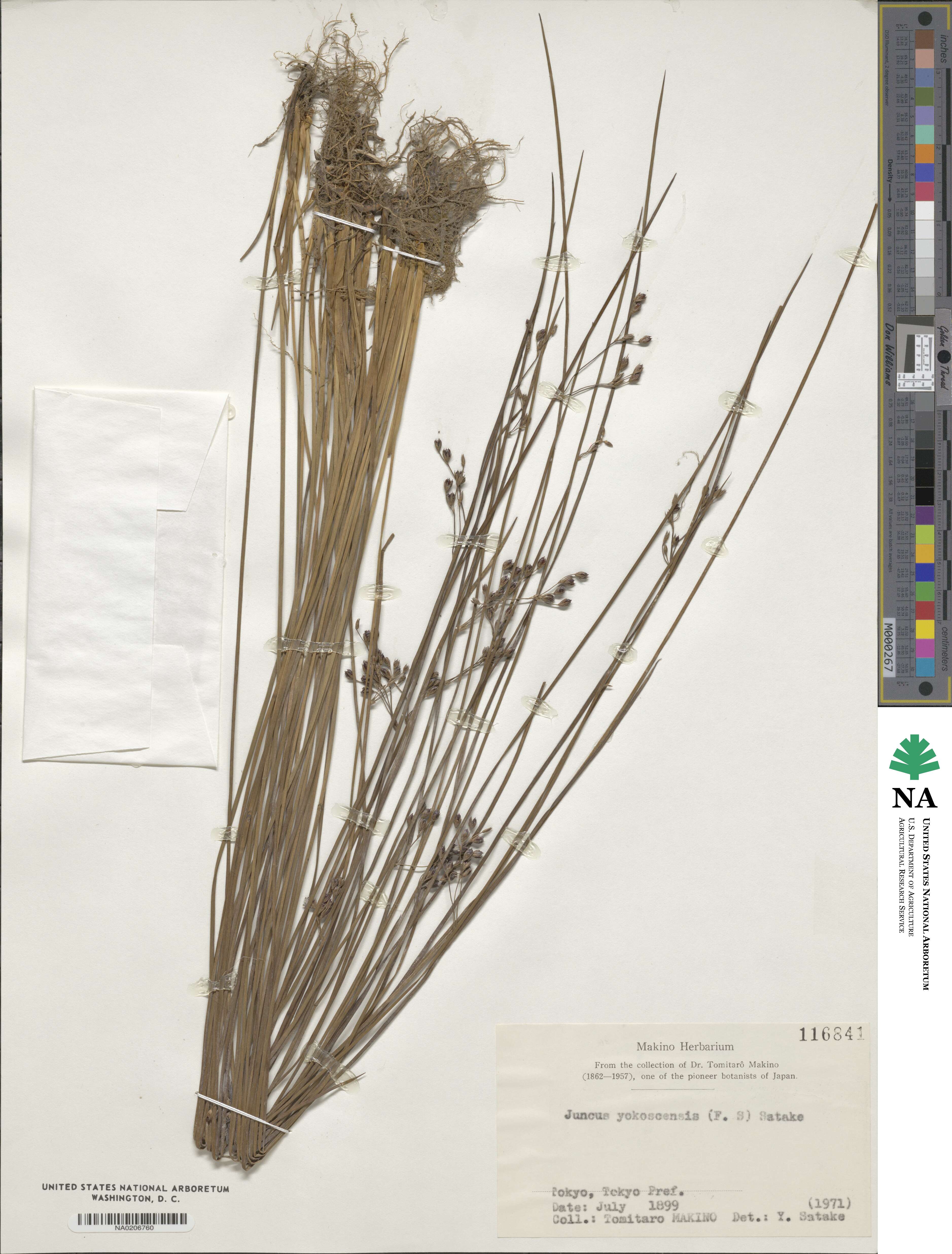 Juncus fauriei image