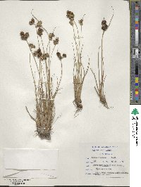 Juncus dregeanus image