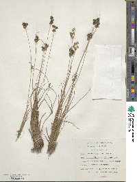 Juncus dregeanus image