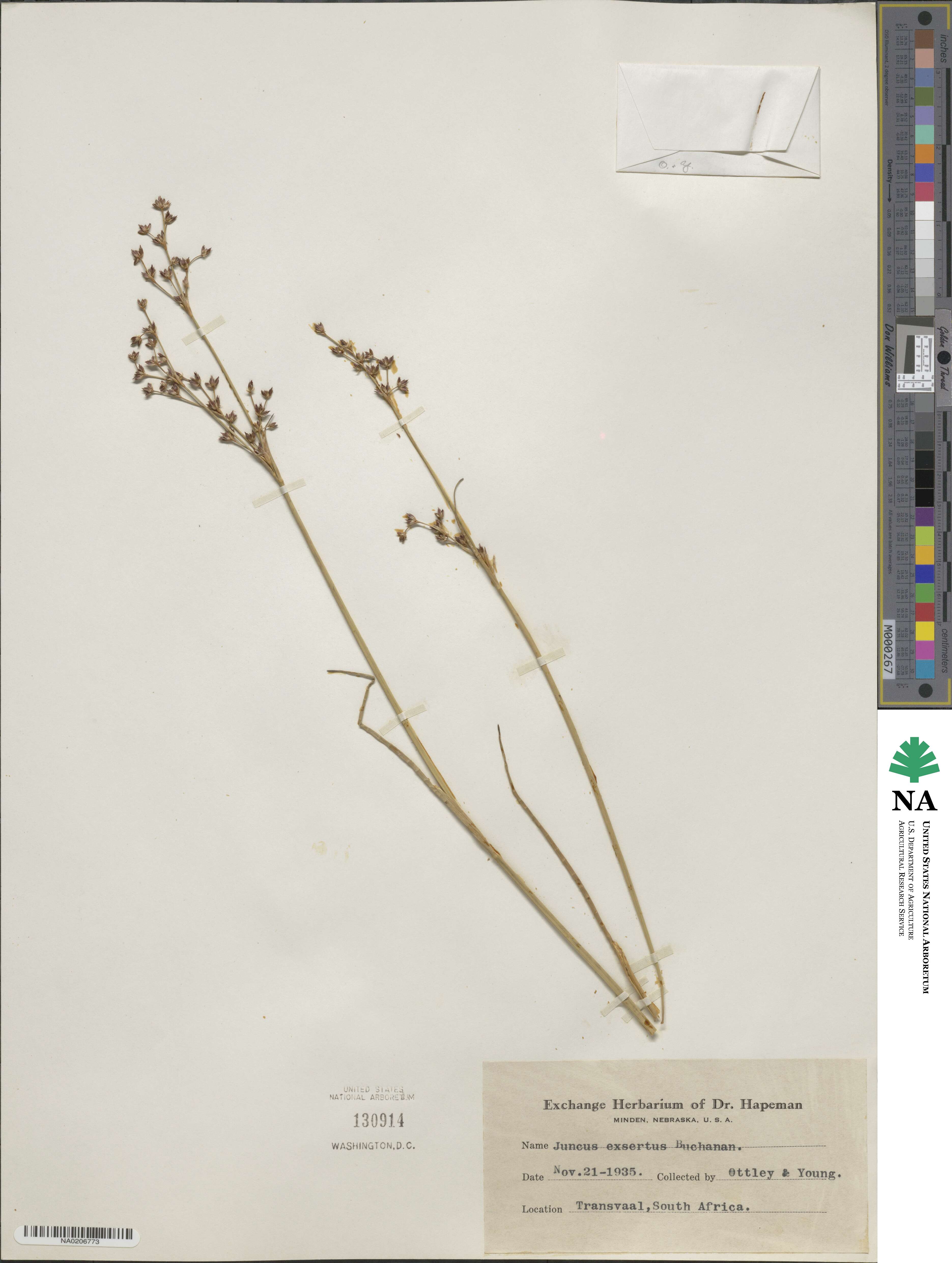 Juncus exsertus image