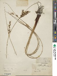 Juncus glaucus image