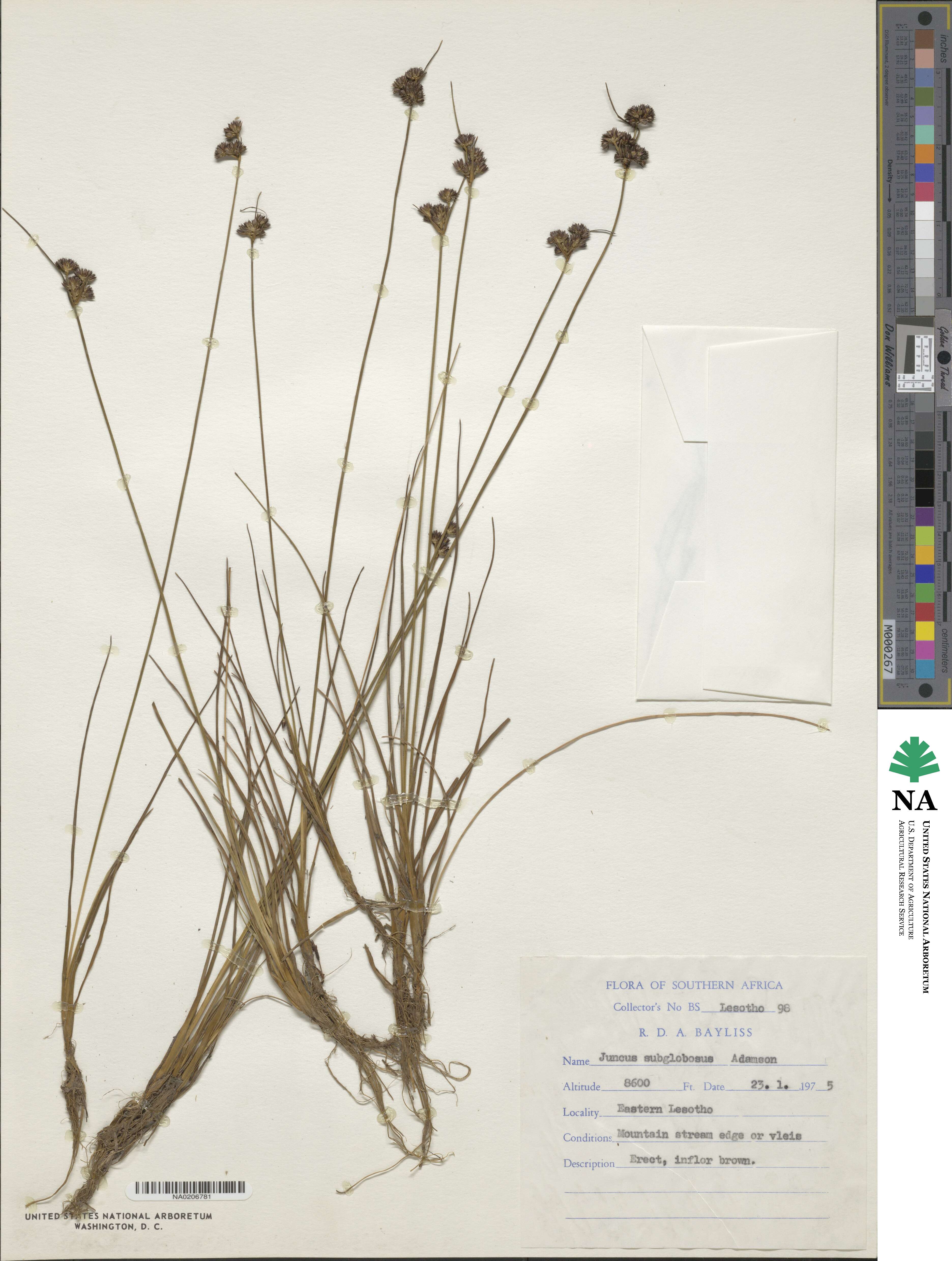 Juncus dregeanus subsp. dregeanus image