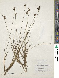 Juncus dregeanus image