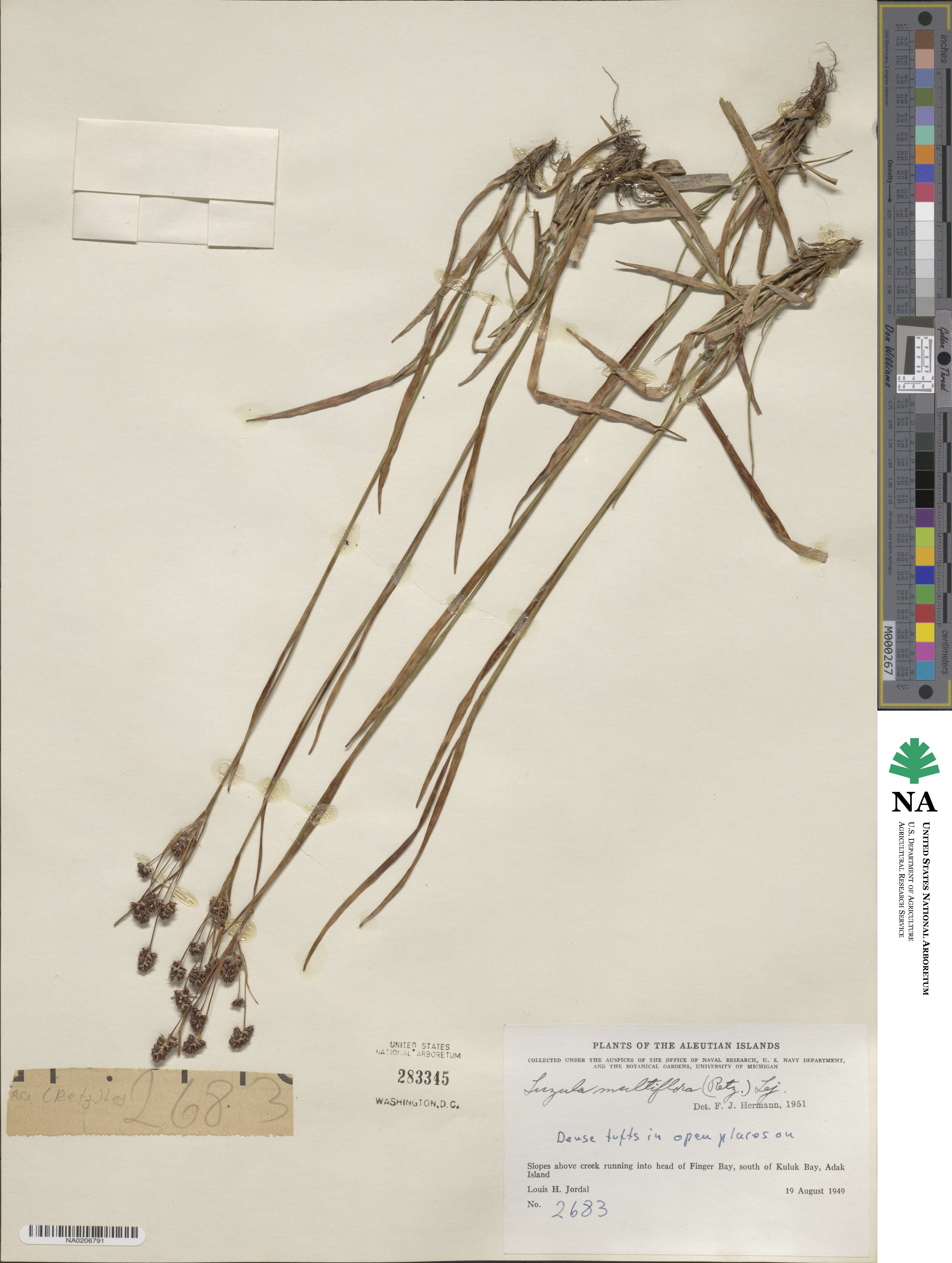 Luzula multiflora image