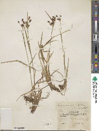 Luzula multiflora image