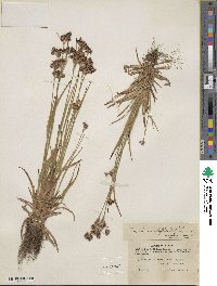 Luzula multiflora image