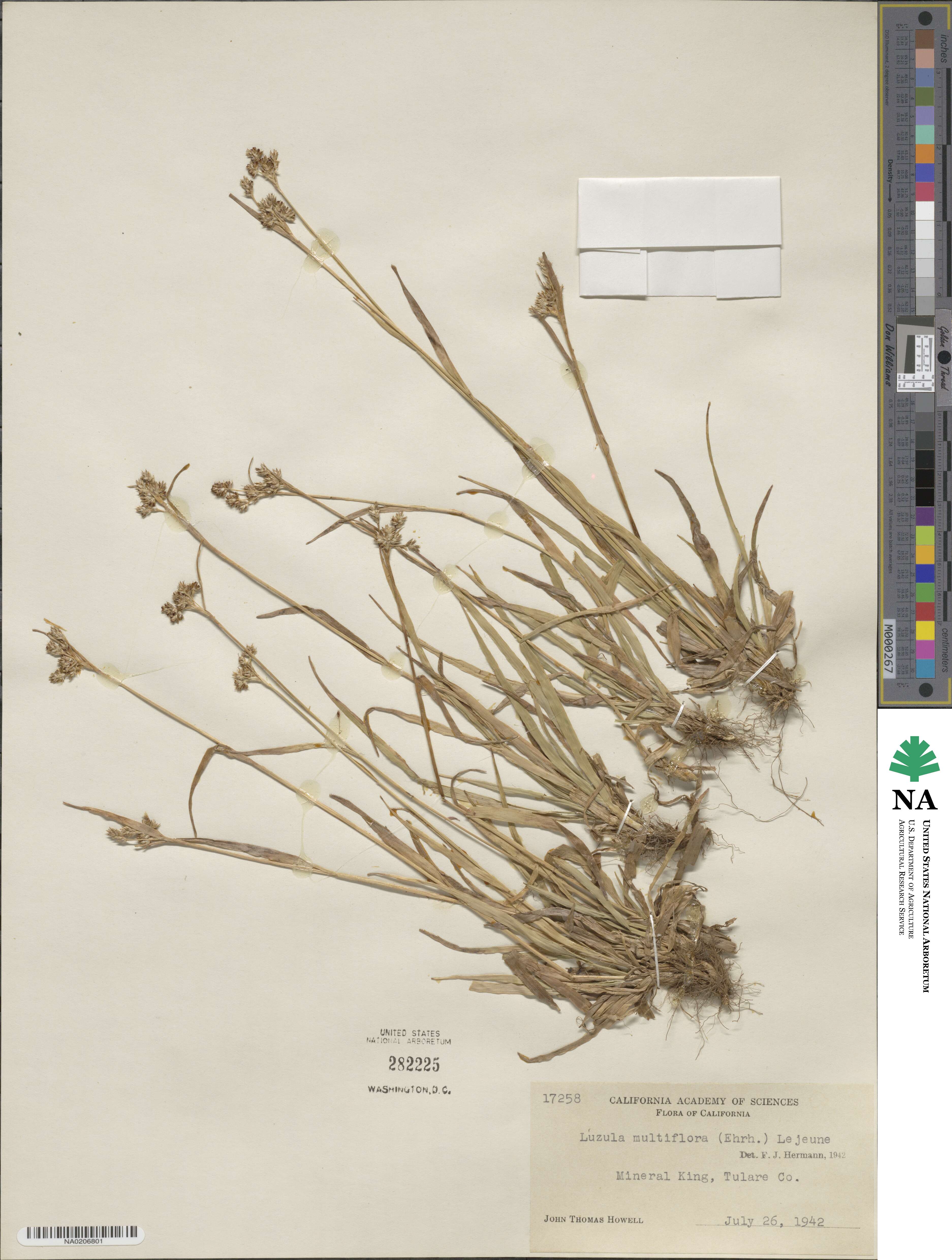 Luzula multiflora image