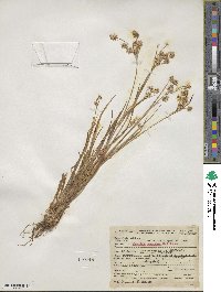 Luzula multiflora image