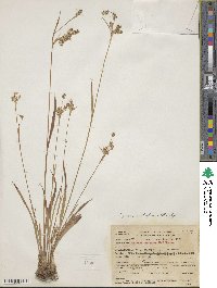 Luzula multiflora image