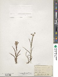 Luzula multiflora image