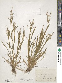 Luzula multiflora image