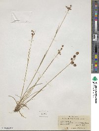 Luzula multiflora image