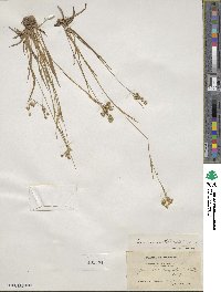 Luzula multiflora image