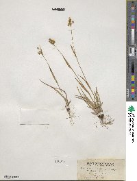 Luzula multiflora image