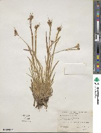 Luzula multiflora image