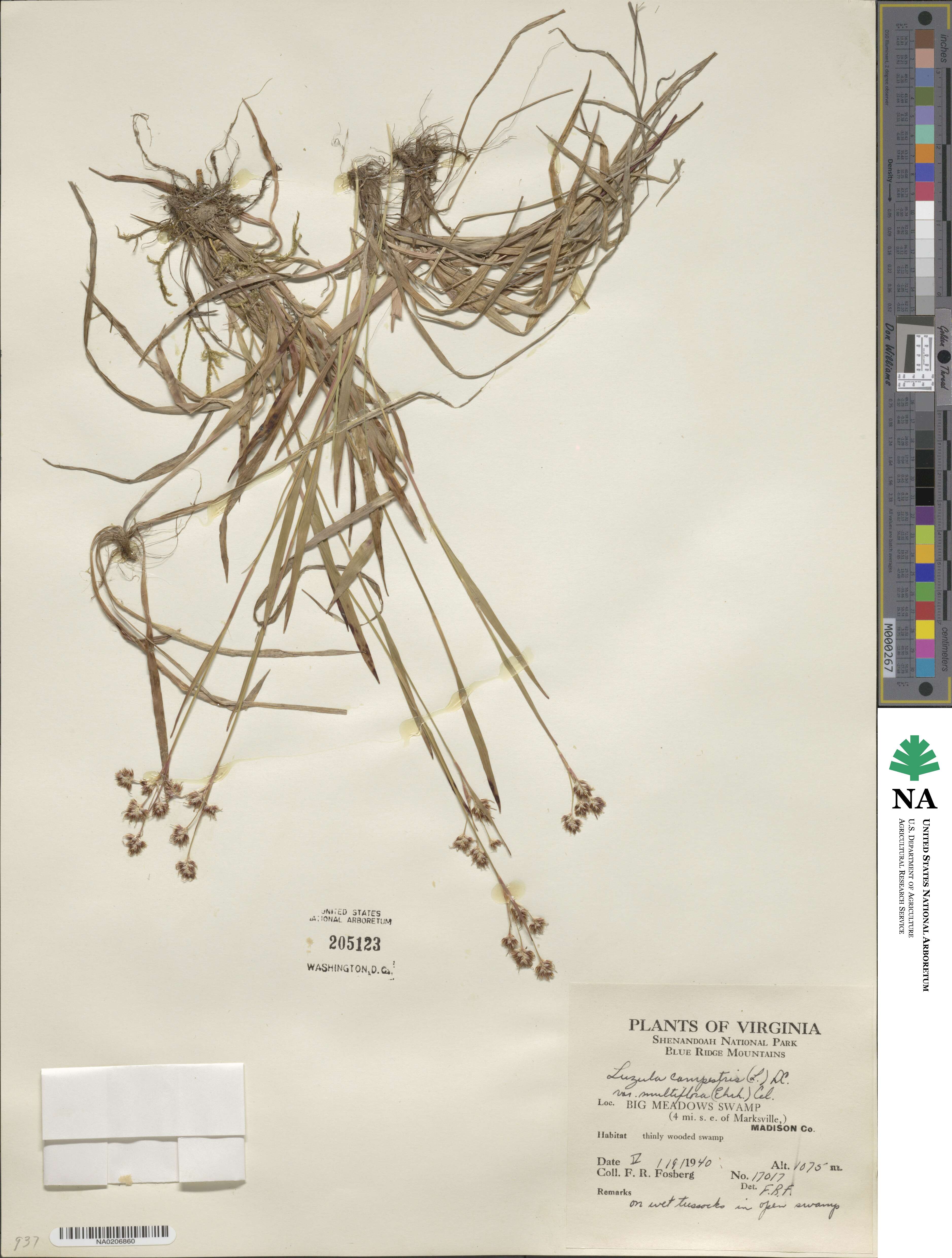 Luzula multiflora image