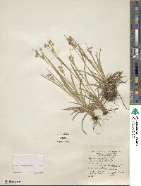 Luzula multiflora image