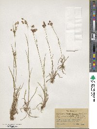 Luzula multiflora image