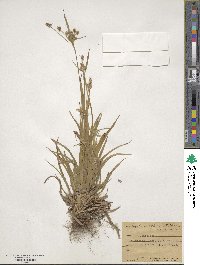 Luzula multiflora image